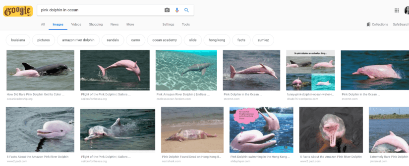 Google Image Result for Pink Dolphin in Ocean
